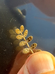 Kallstroemia californica