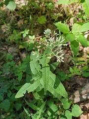 Eupatorium sessilifolium