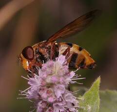 Volucella inanis