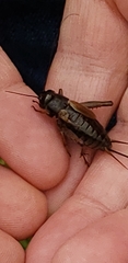 Gryllus pennsylvanicus