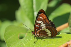Limenitis lorquini