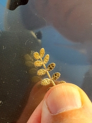 Kallstroemia californica