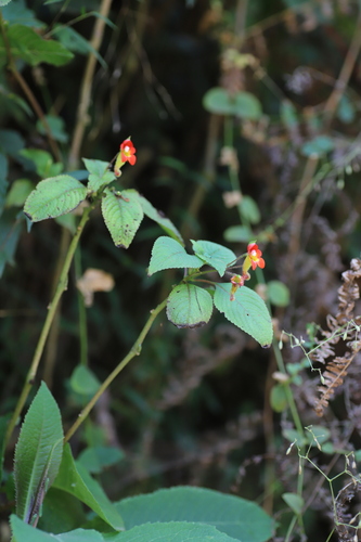 Impatiens gesneroidea image