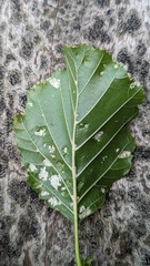 Acalitus brevitarsus