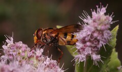 Volucella inanis
