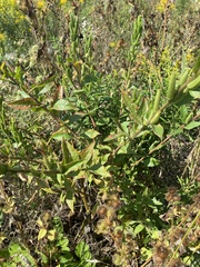 Oenothera parviflora
