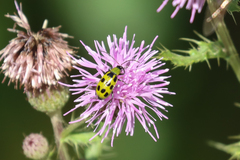 Diabrotica undecimpunctata