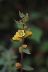 Alectra sessiliflora