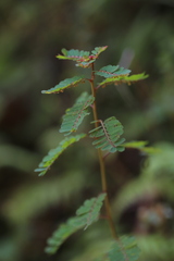 Phyllanthus