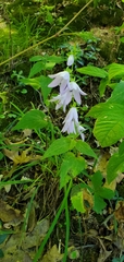 Campanula rapunculoides