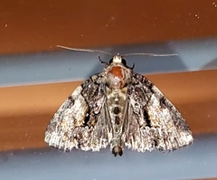 Chytonix palliatricula
