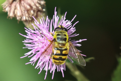 Myathropa florea