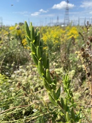 Oenothera parviflora