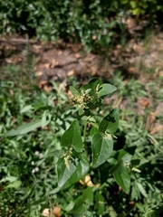 Atriplex tatarica