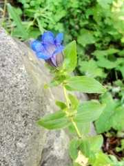 Gentiana calycosa