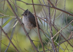 Baeolophus inornatus