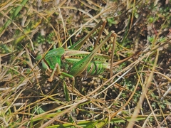 Decticus verrucivorus