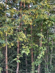 Betula papyrifera
