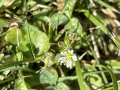 Cerastium fontanum