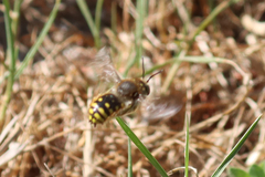 Anthidium manicatum