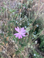 Silene noctiflora