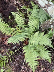 Dryopteris marginalis