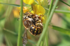 Anthidium manicatum