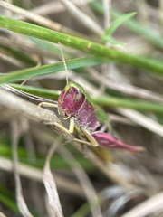 Pseudochorthippus parallelus