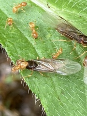 Formicinae