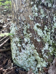 Lepraria finkii