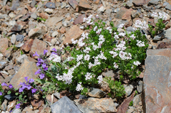 Asperula hirta