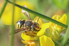 Anthidium manicatum