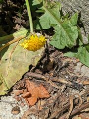 Taraxacum officinale