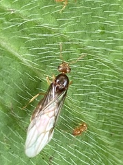 Formicinae