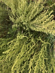 Artemisia campestris