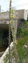 Verbascum gnaphalodes