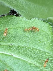 Formicinae