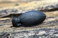 Carabus coriaceus