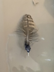 Megascops kennicottii