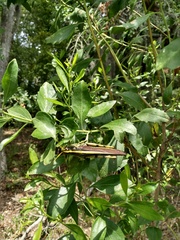 Schistocerca obscura