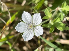 Geranium sibiricum
