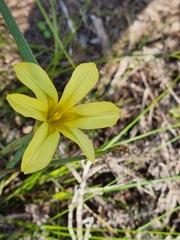 Moraea