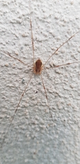 Opilio canestrinii