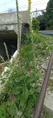 Verbascum gnaphalodes