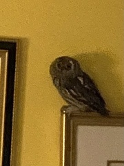 Megascops kennicottii