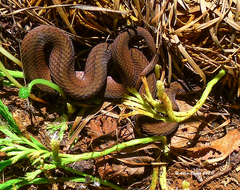 Storeria occipitomaculata