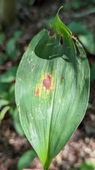 Phyllosticta convallariae