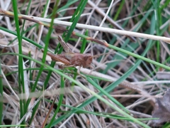 Gomphocerippus rufus