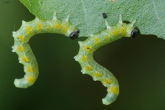 Pristiphora testacea