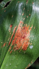 Phyllosticta convallariae